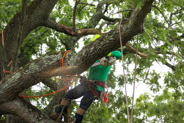 Tree and Shrub Care in Clinton, MS